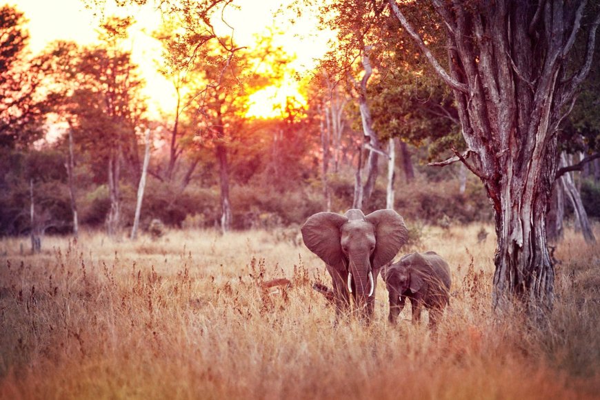 Birthplace of the Walking Safari: South Luangwa National Park