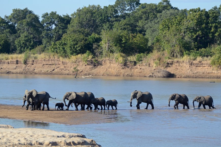 Hippo Haven: Luangwa River