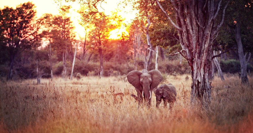 Birthplace of the Walking Safari: South Luangwa National Park